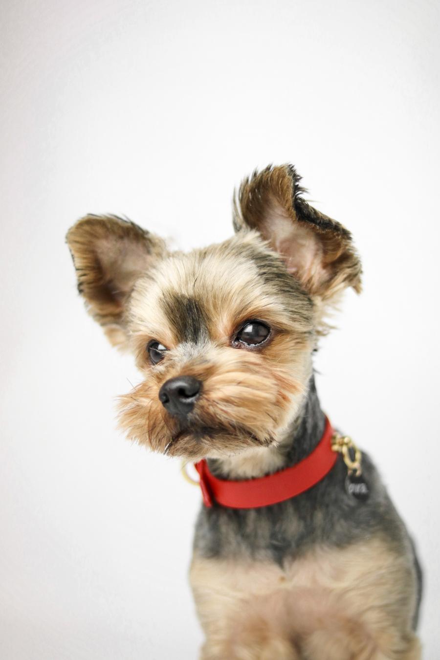 Toby