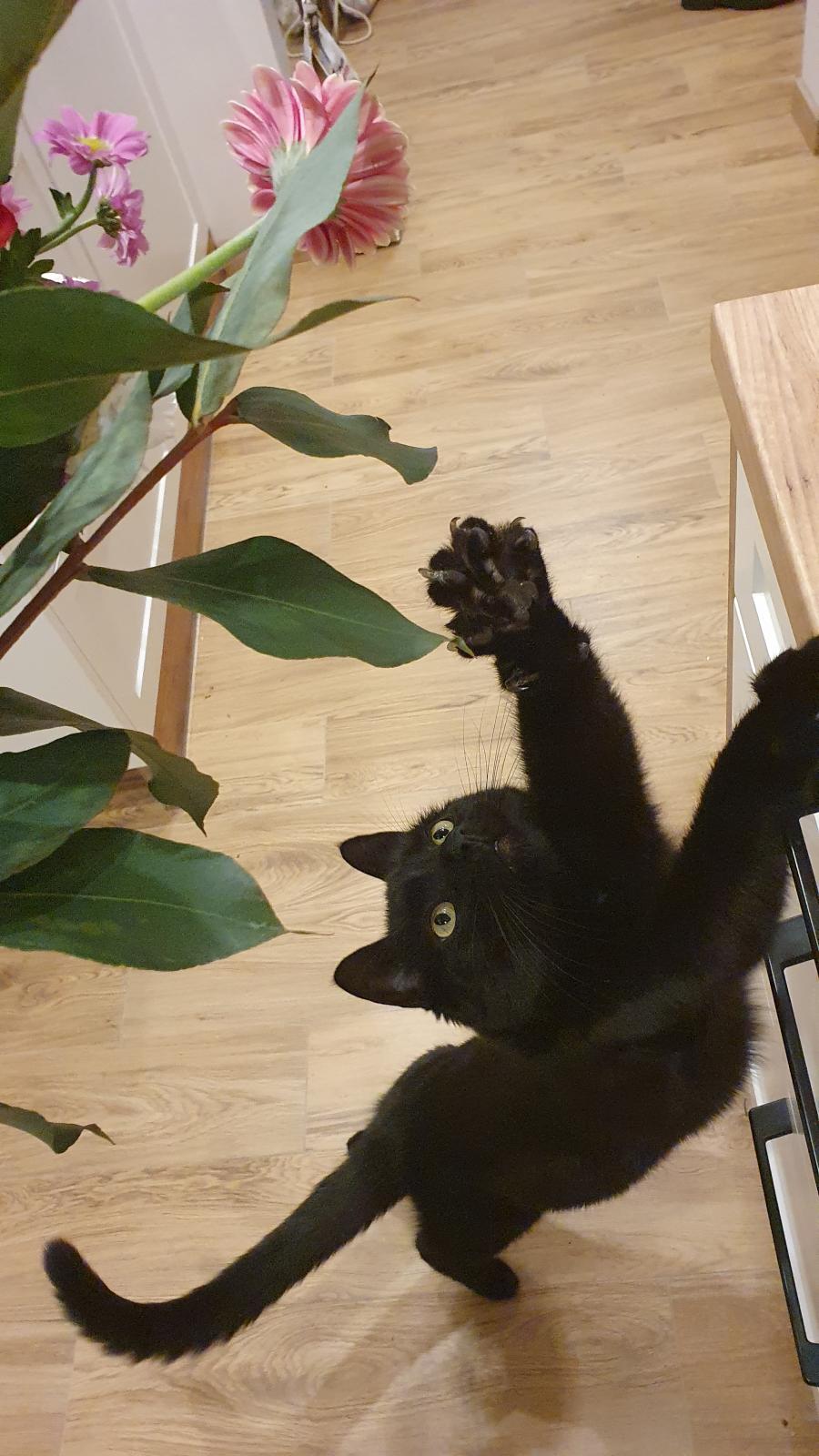 Pumcio