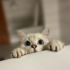 Phoebe
