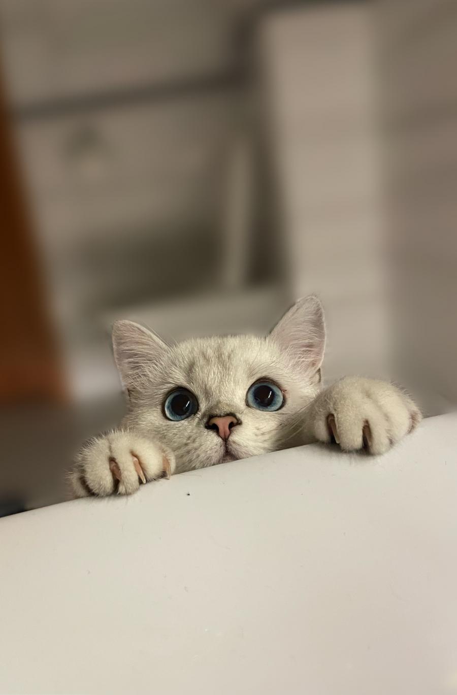 Phoebe