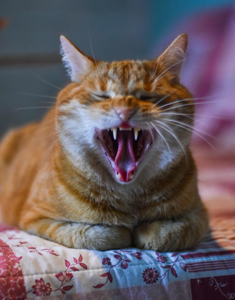 Amigo
