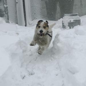 Benek