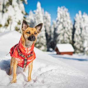 Foxi