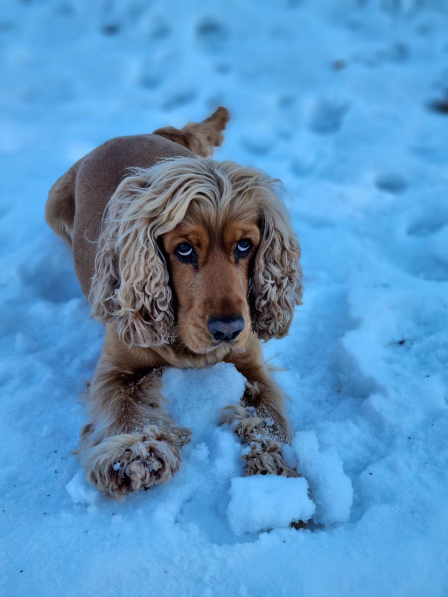 Loki 