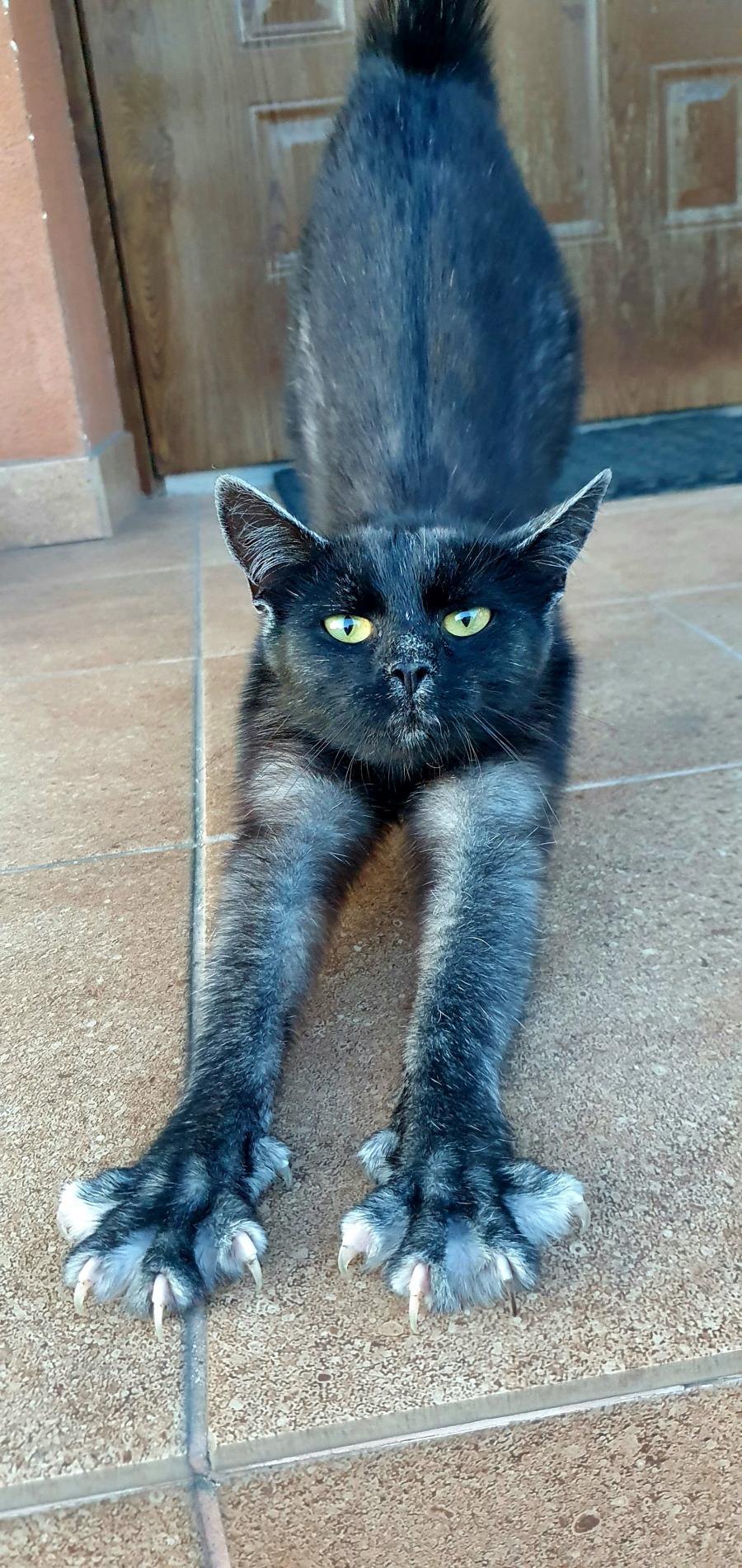 Brak