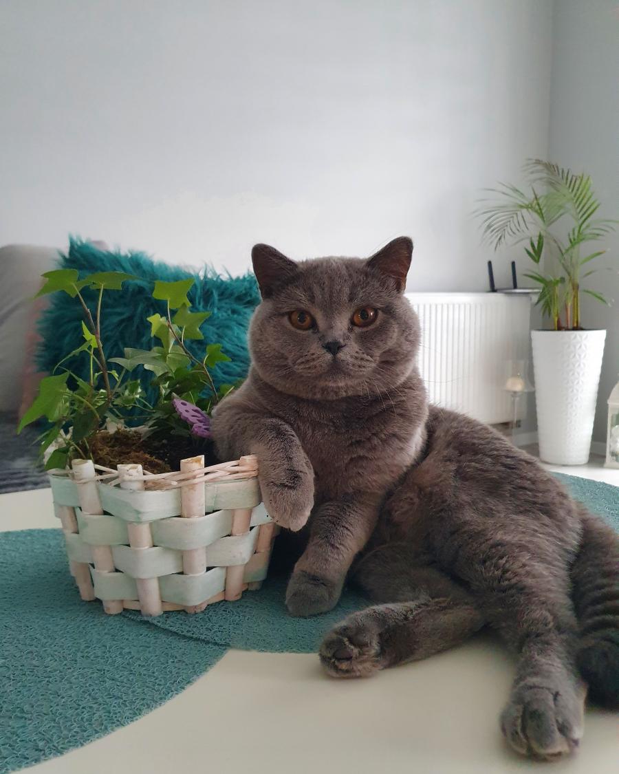Smufi