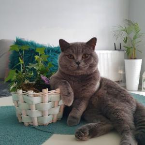 Smufi