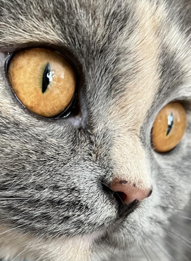Yuumi