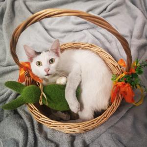 Miał