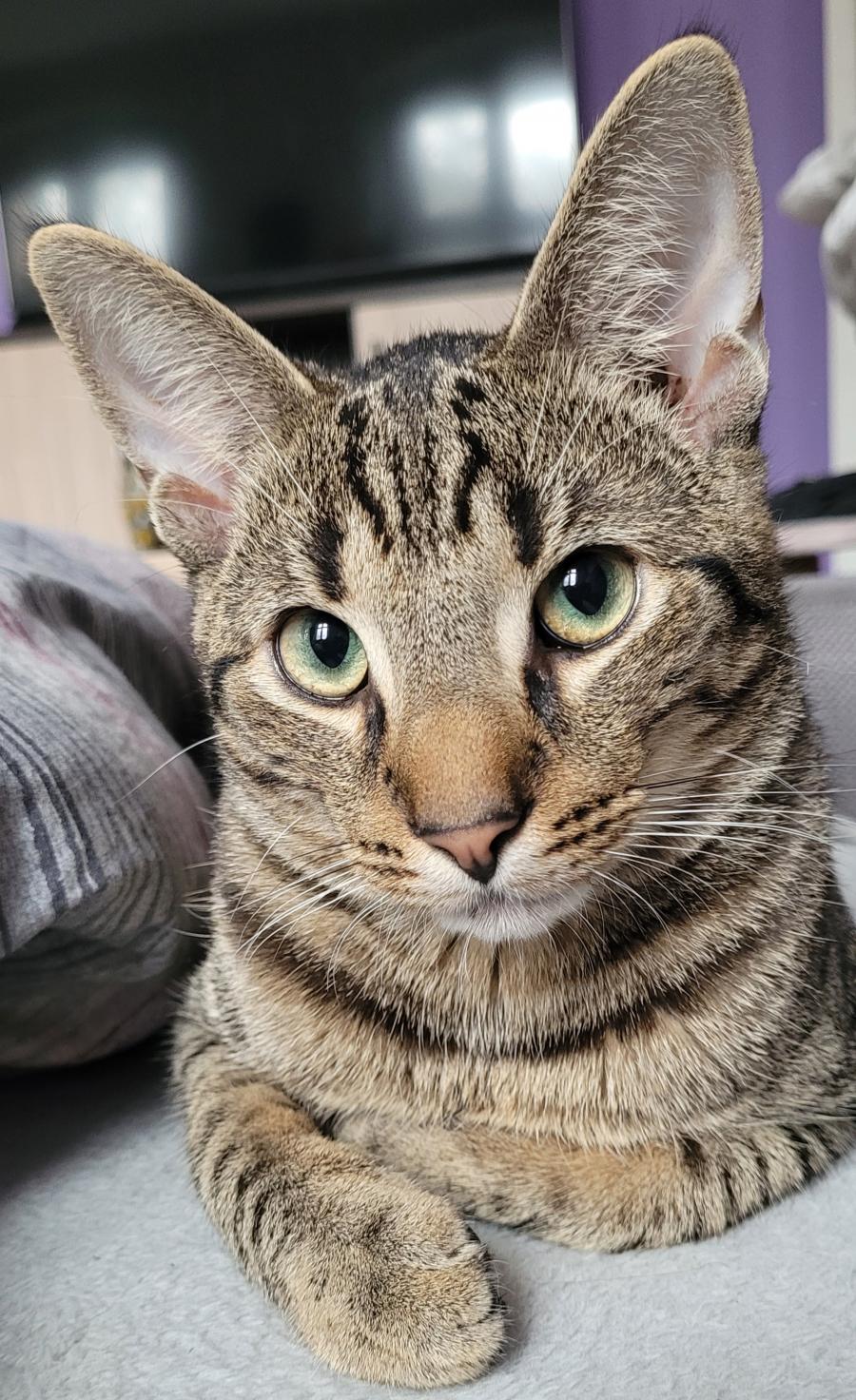 Simba