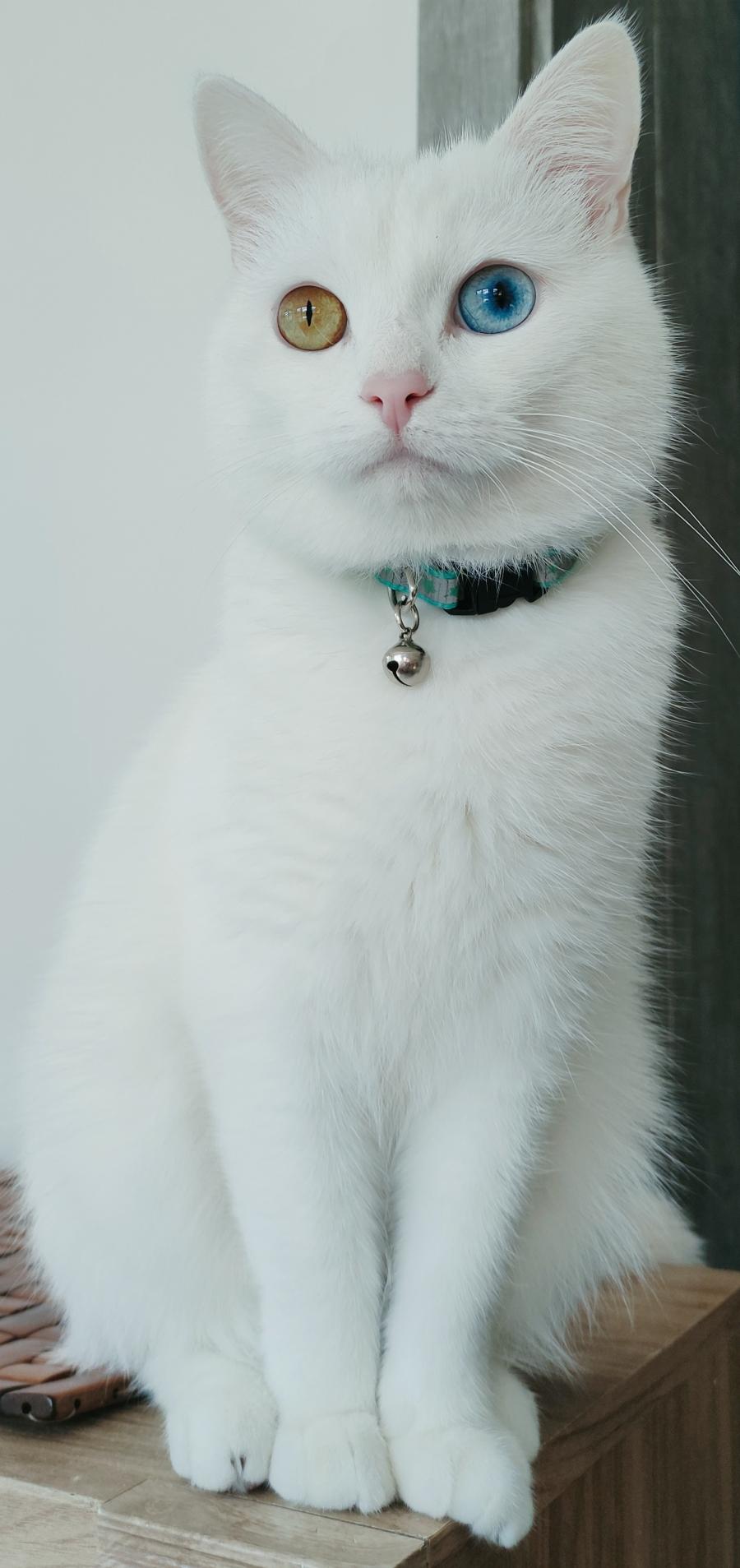 Nela