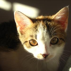 Sachi