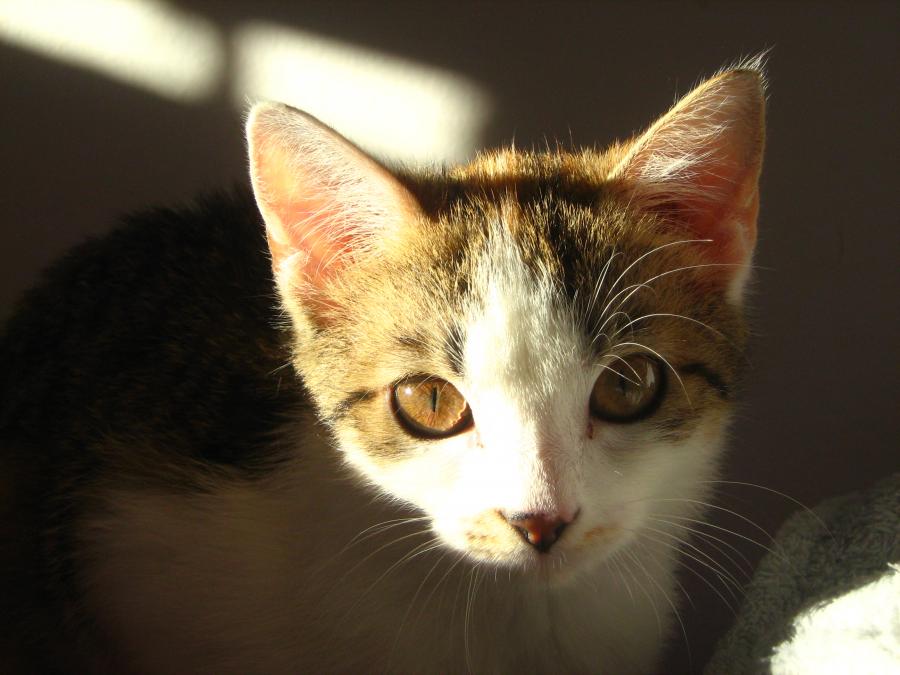 Sachi