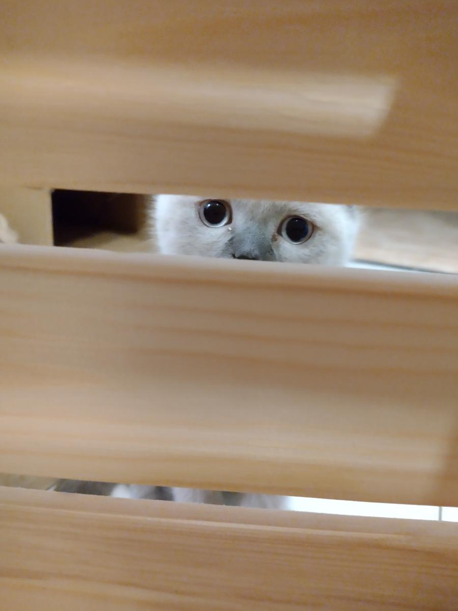 Gizmo