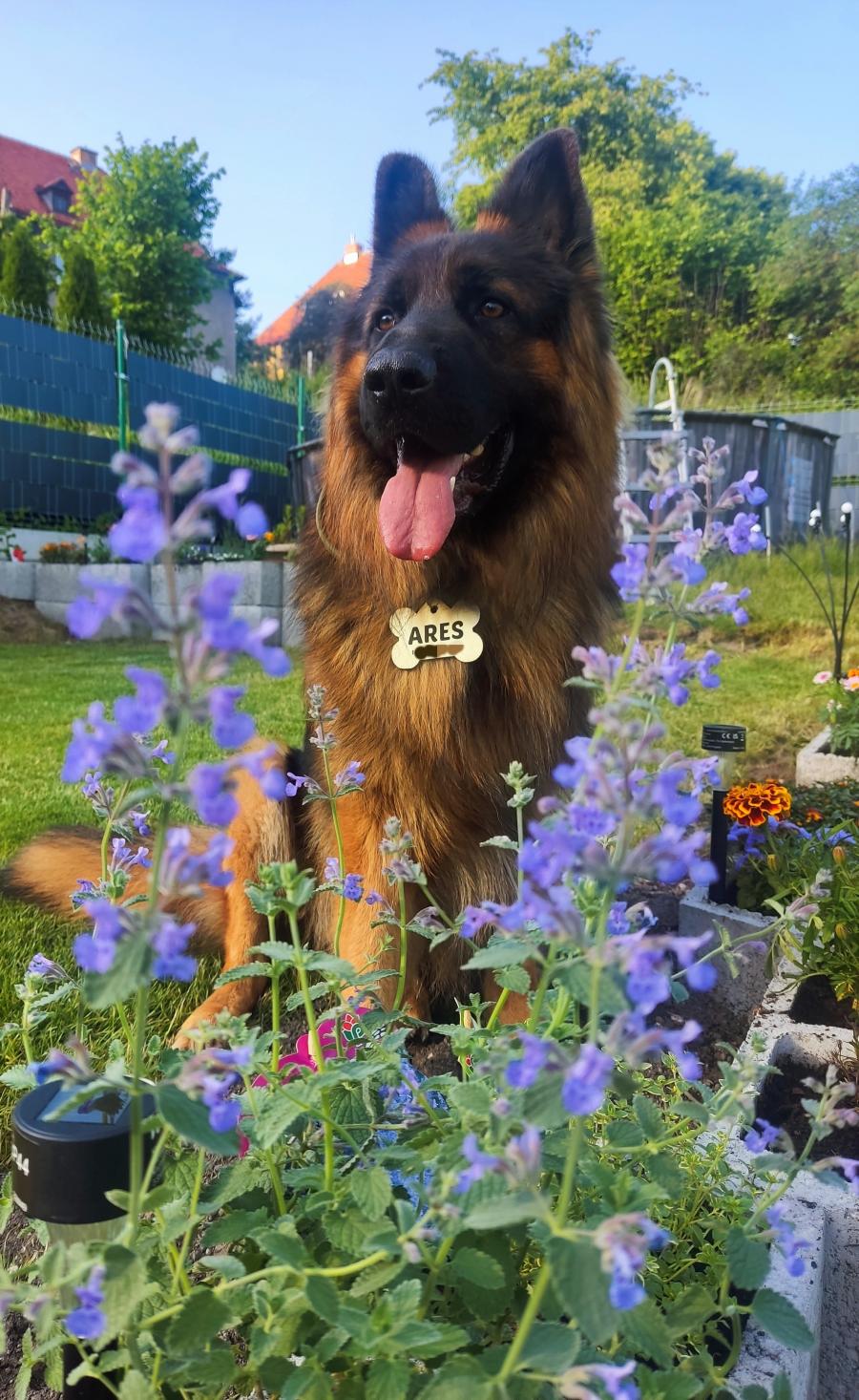 Ares 