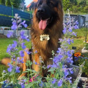 Ares 