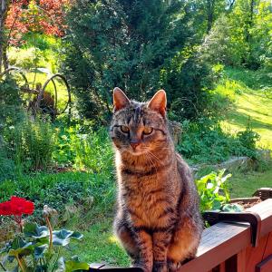 Lila