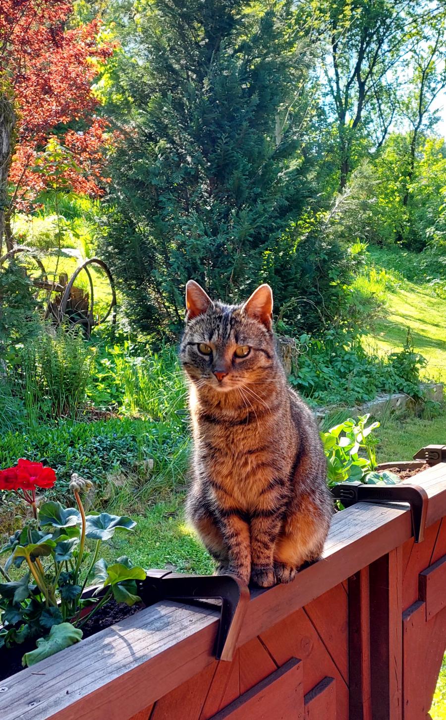 Lila