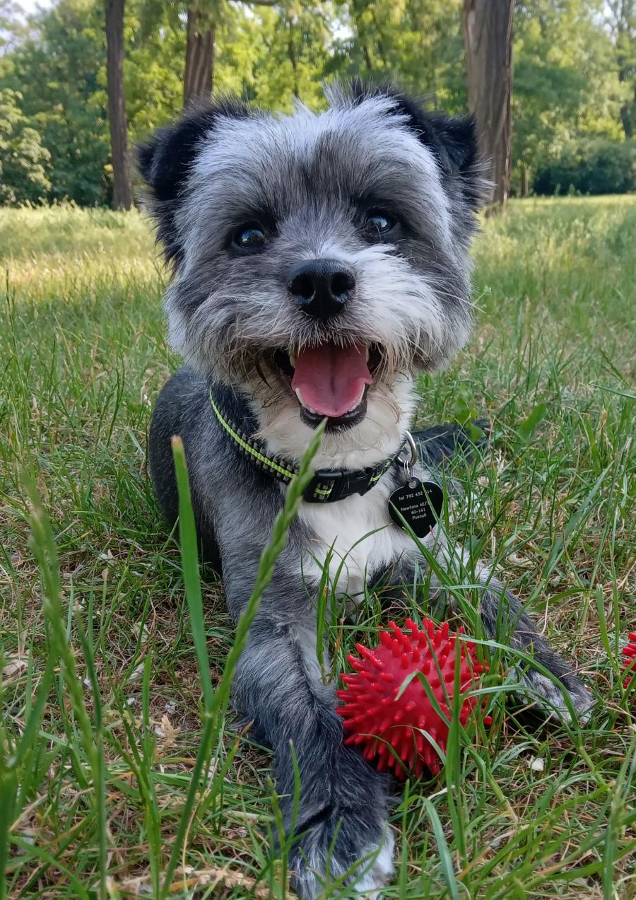 Maja