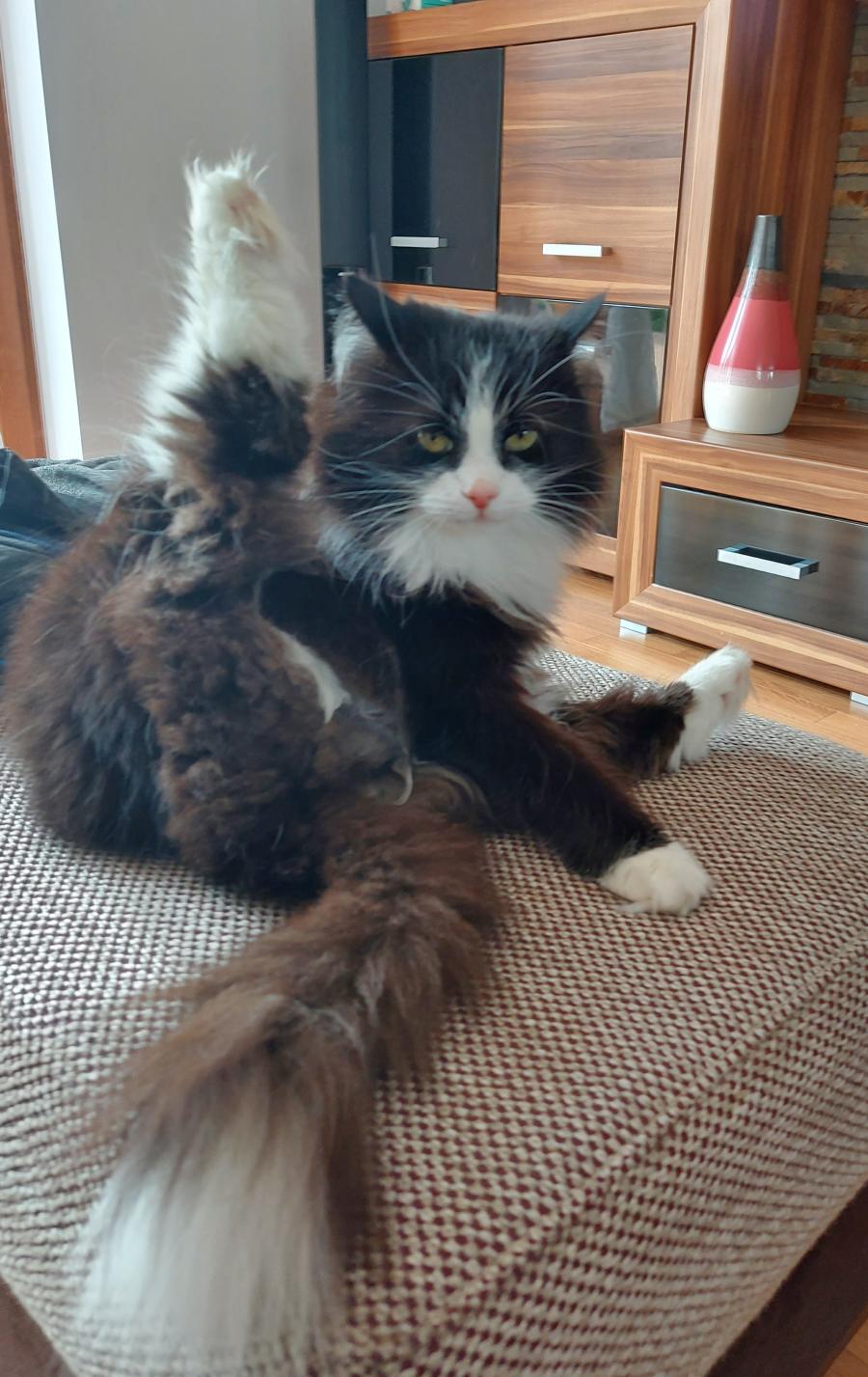 Lusi