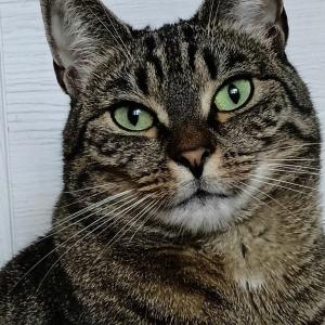Kora