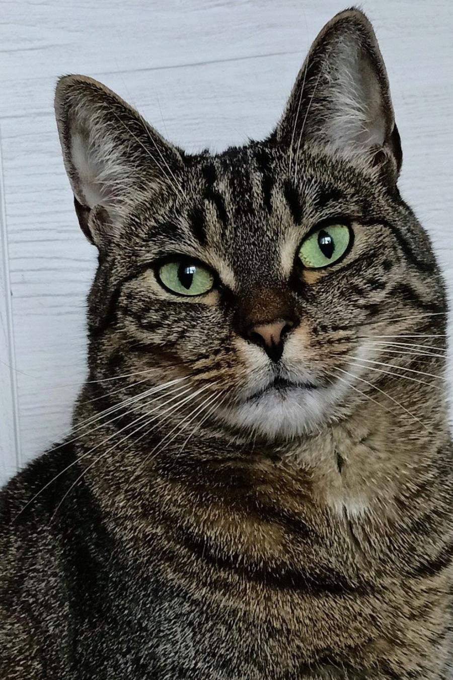 Kora