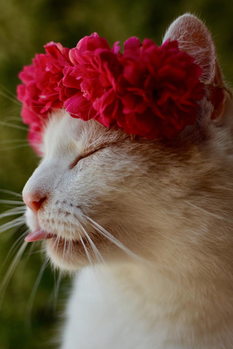 Artemis