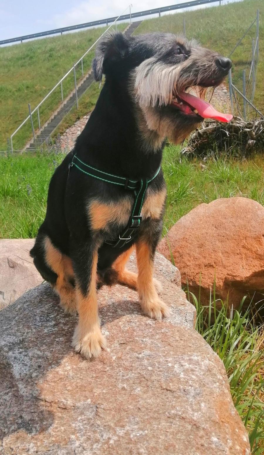 Dyzio