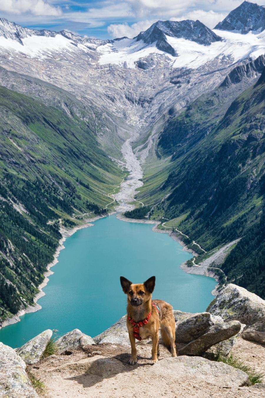 Foxi 