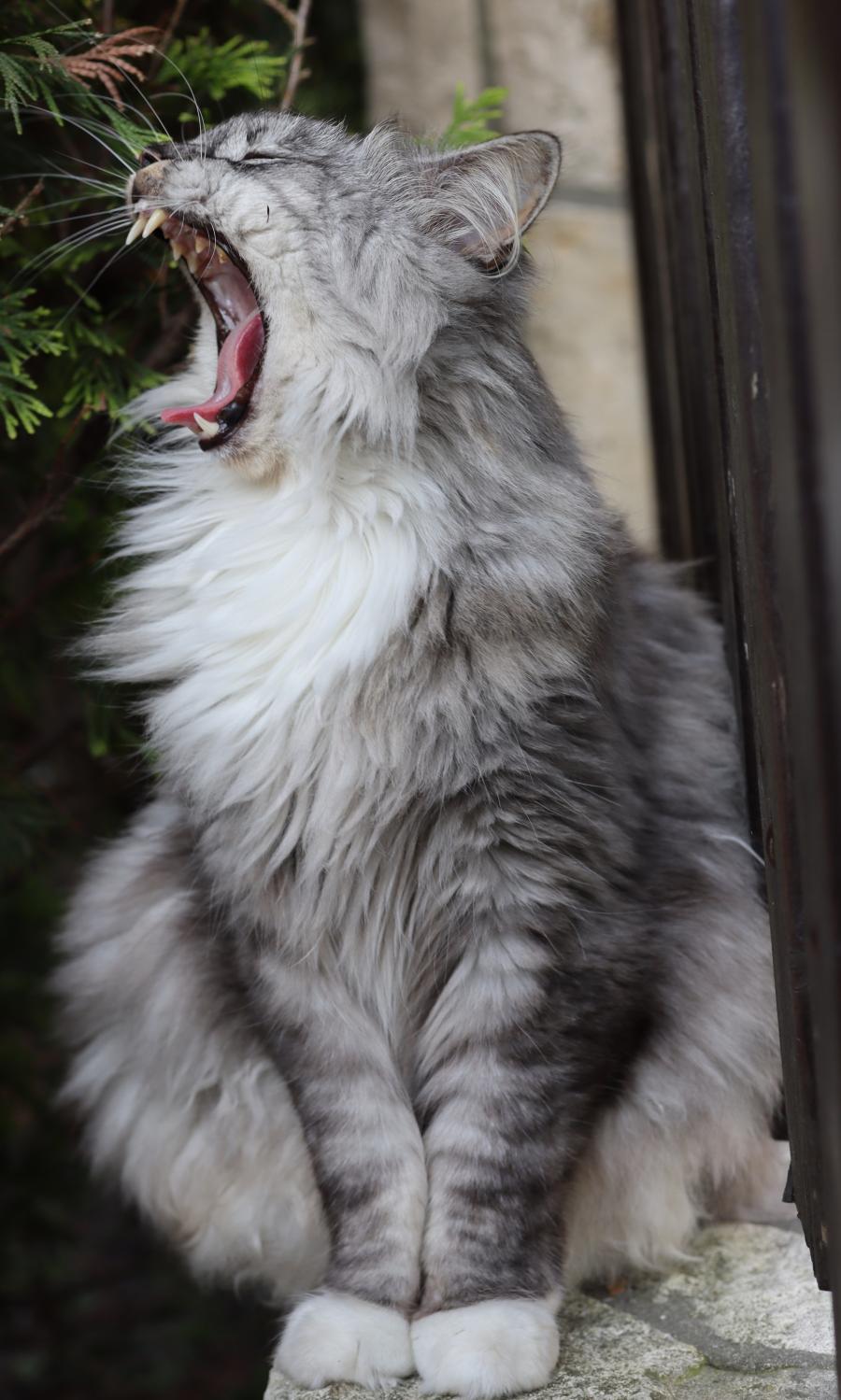 Joszko