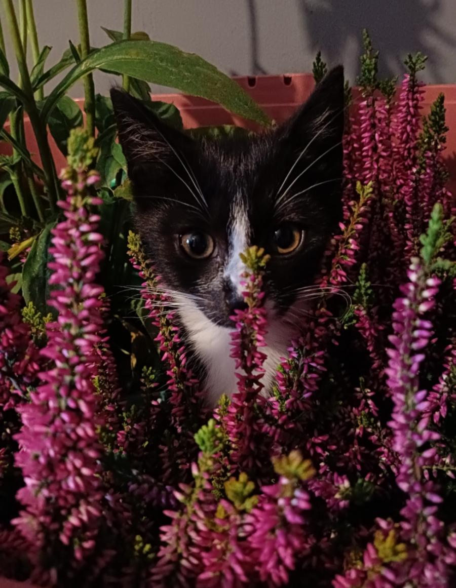 Filemon 