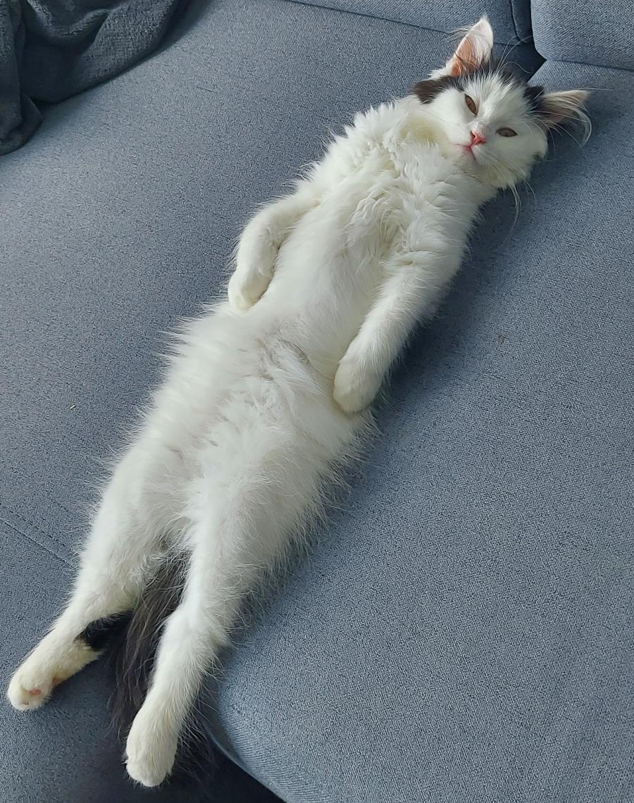 Mojito