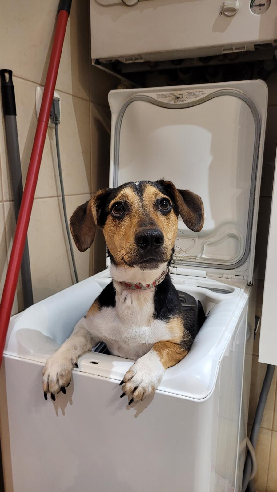 Elvis