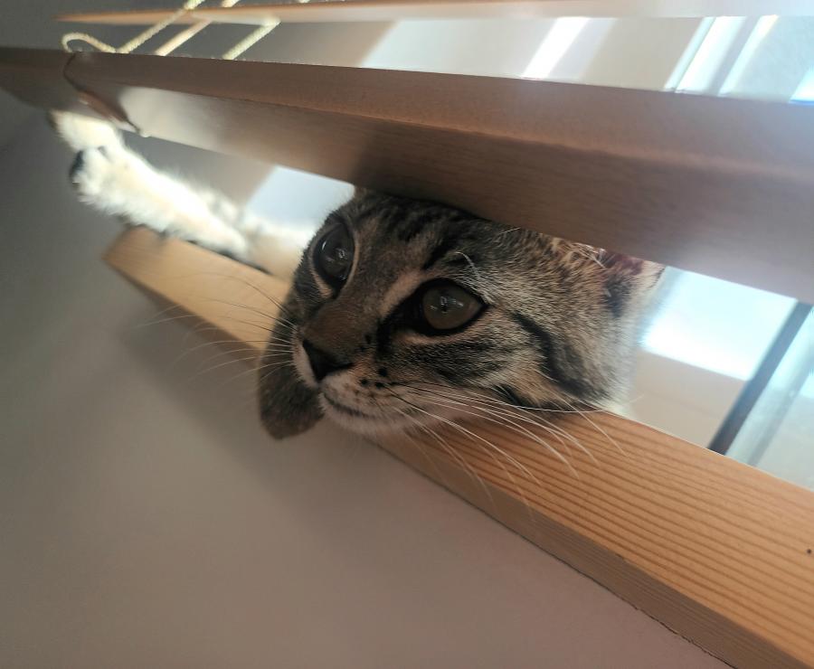 Tia