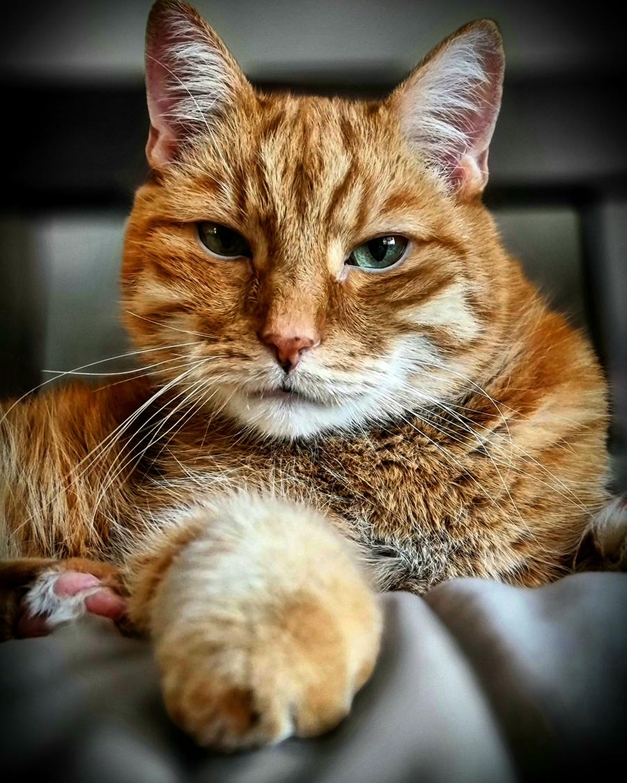 Leon