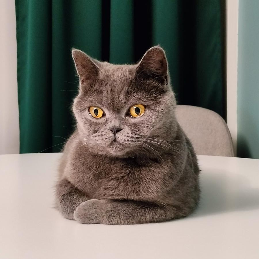 Emi