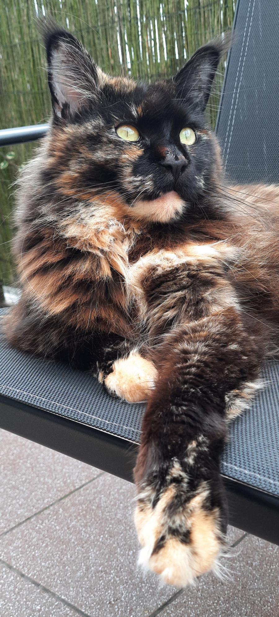 Luna 