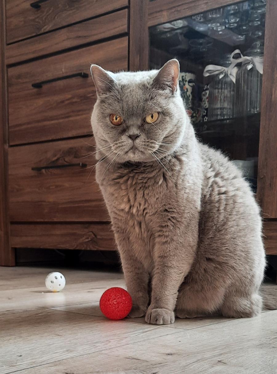Lila