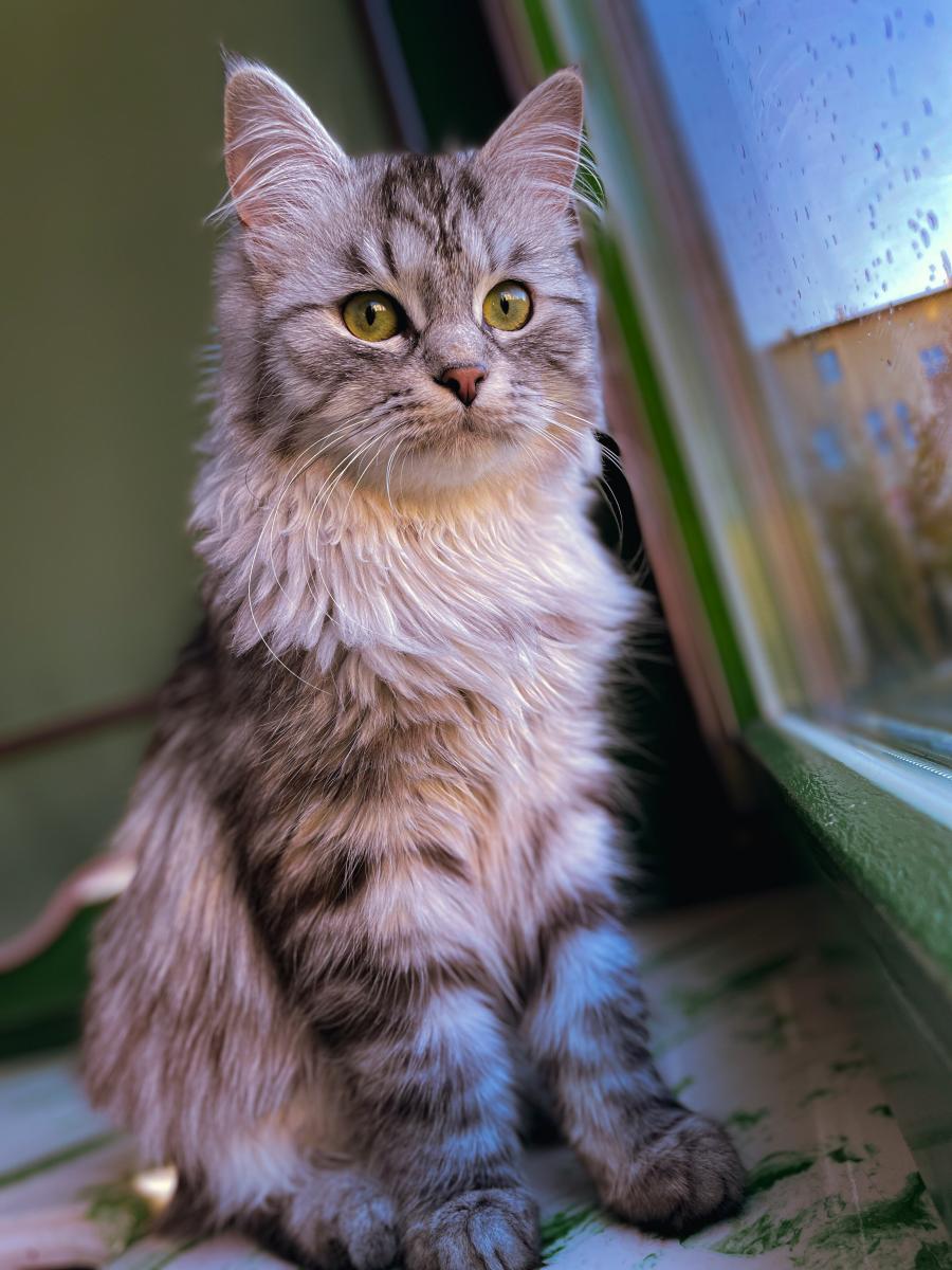 Mia