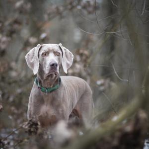 Kora