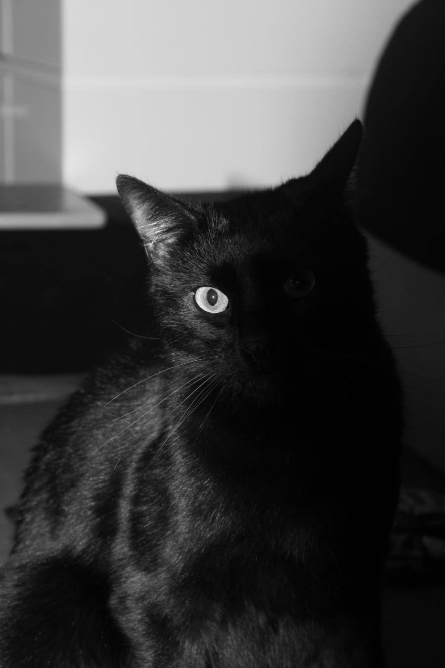 Tutuś