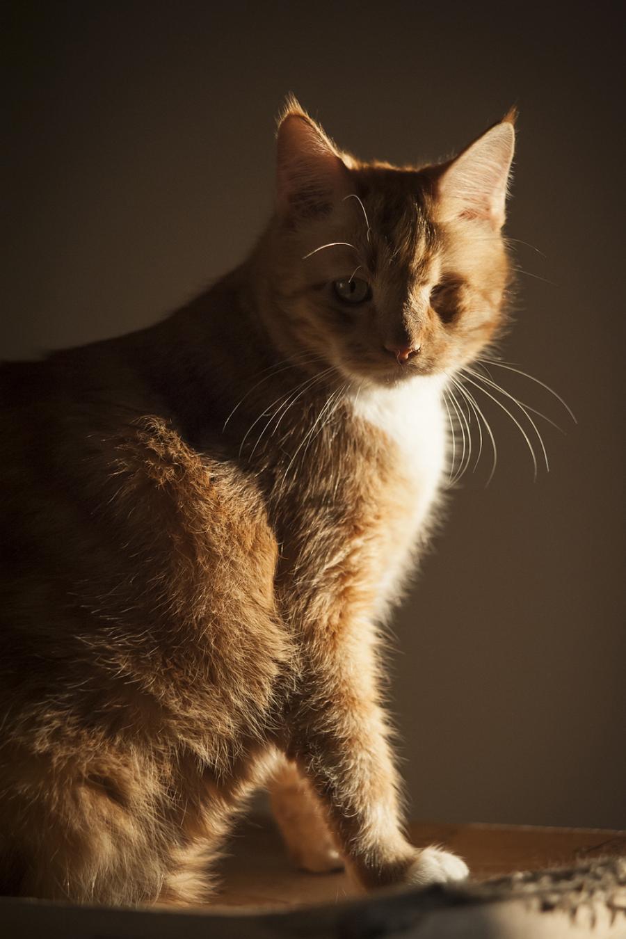 Miki