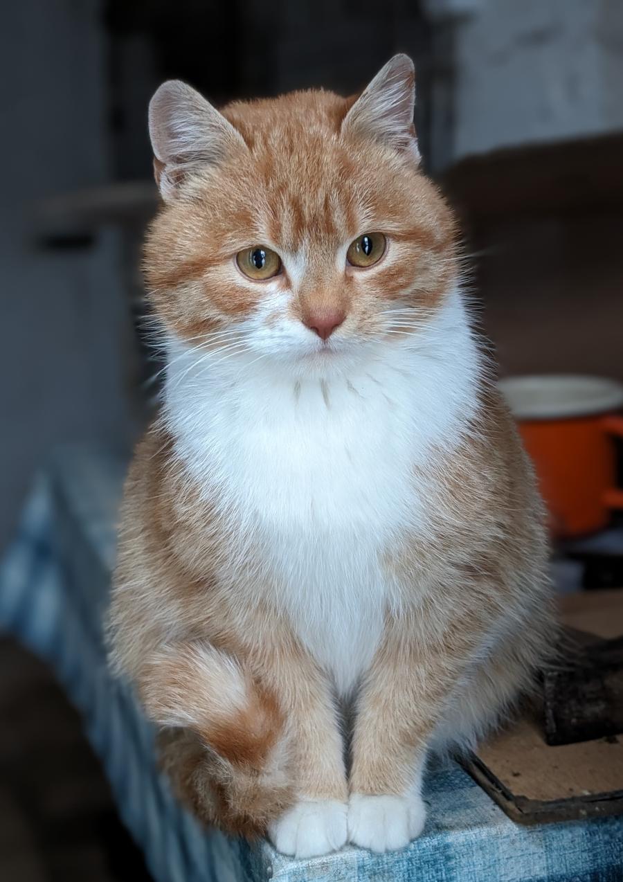 Karmelek 