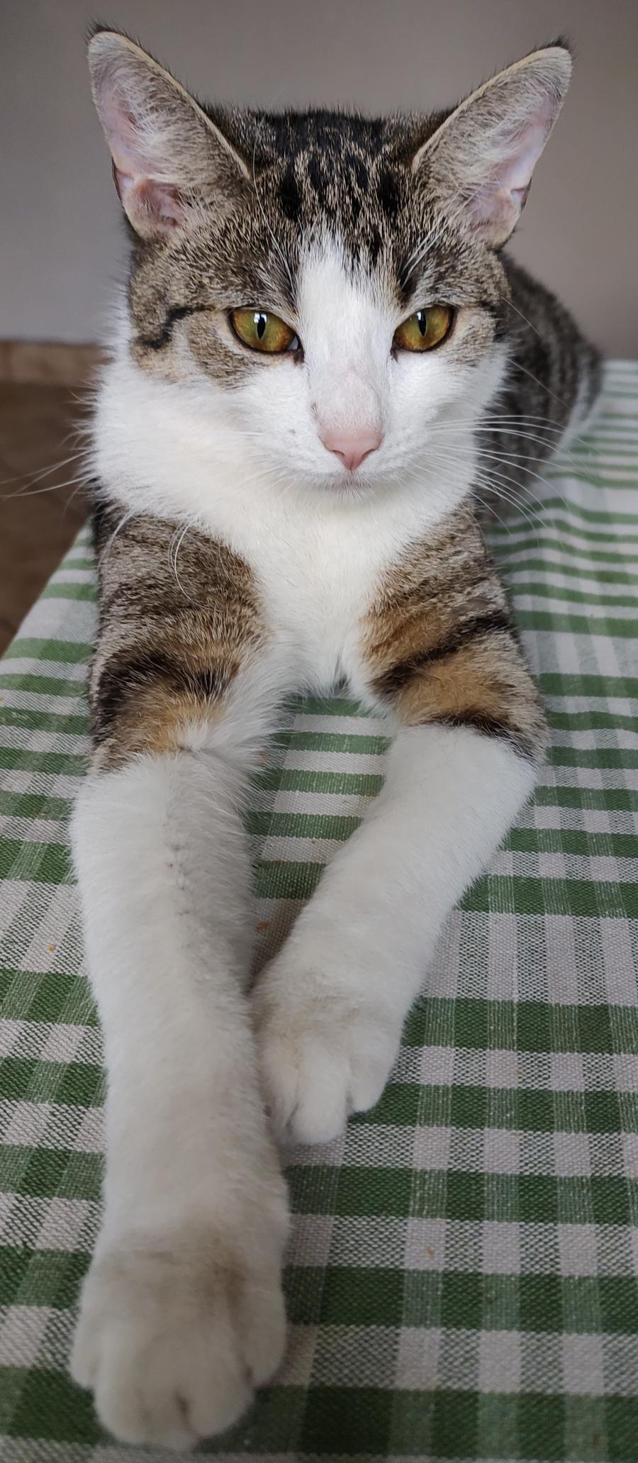 Kulka 