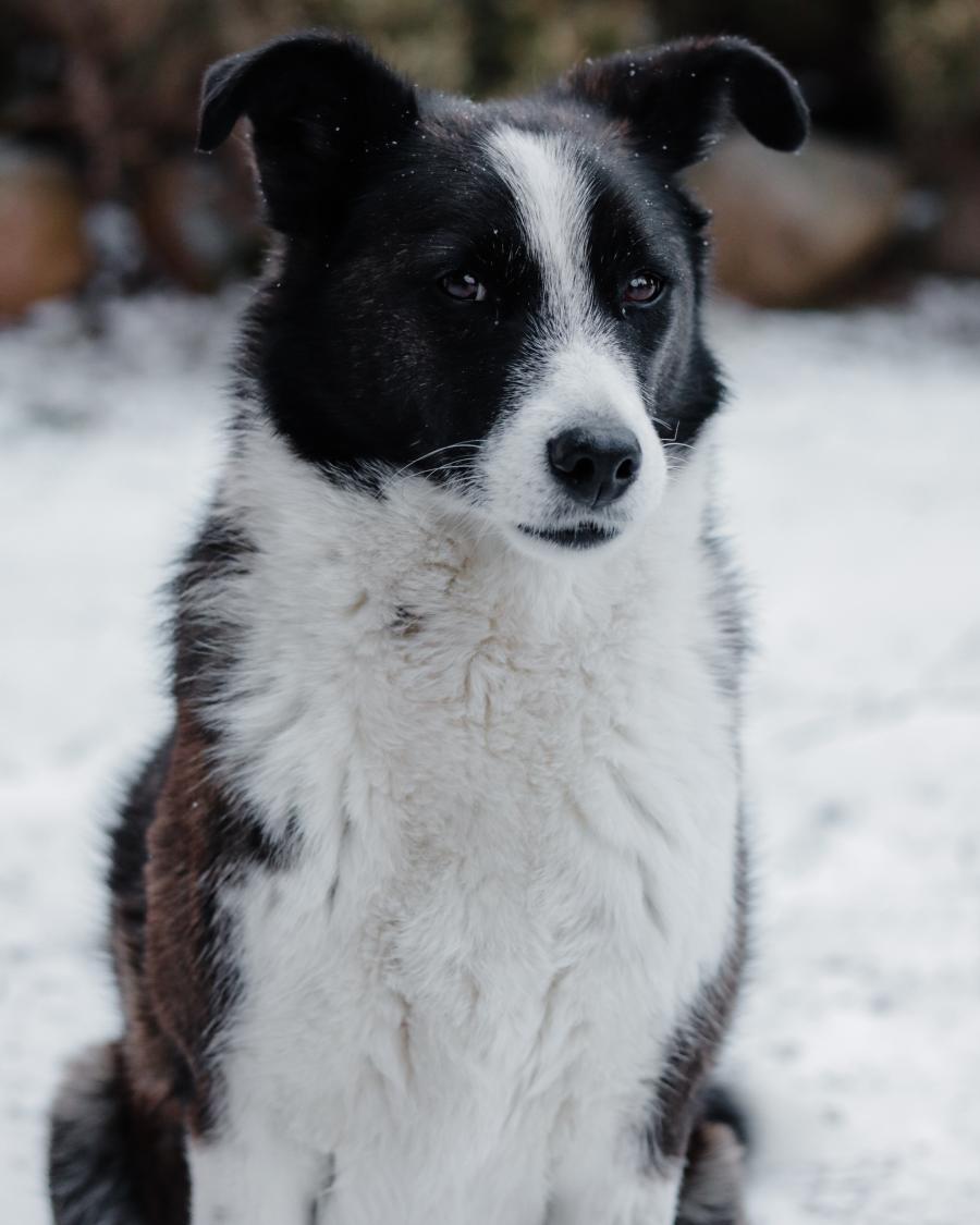 Nala