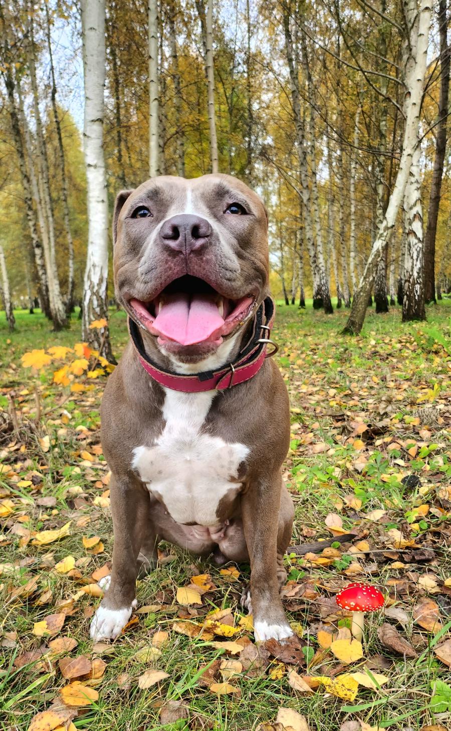 Bella