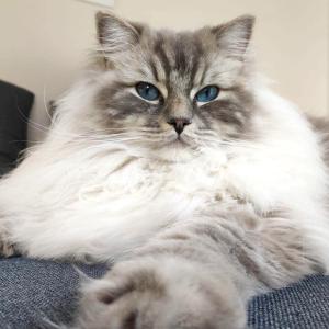 Suzi