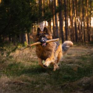 Bajzel