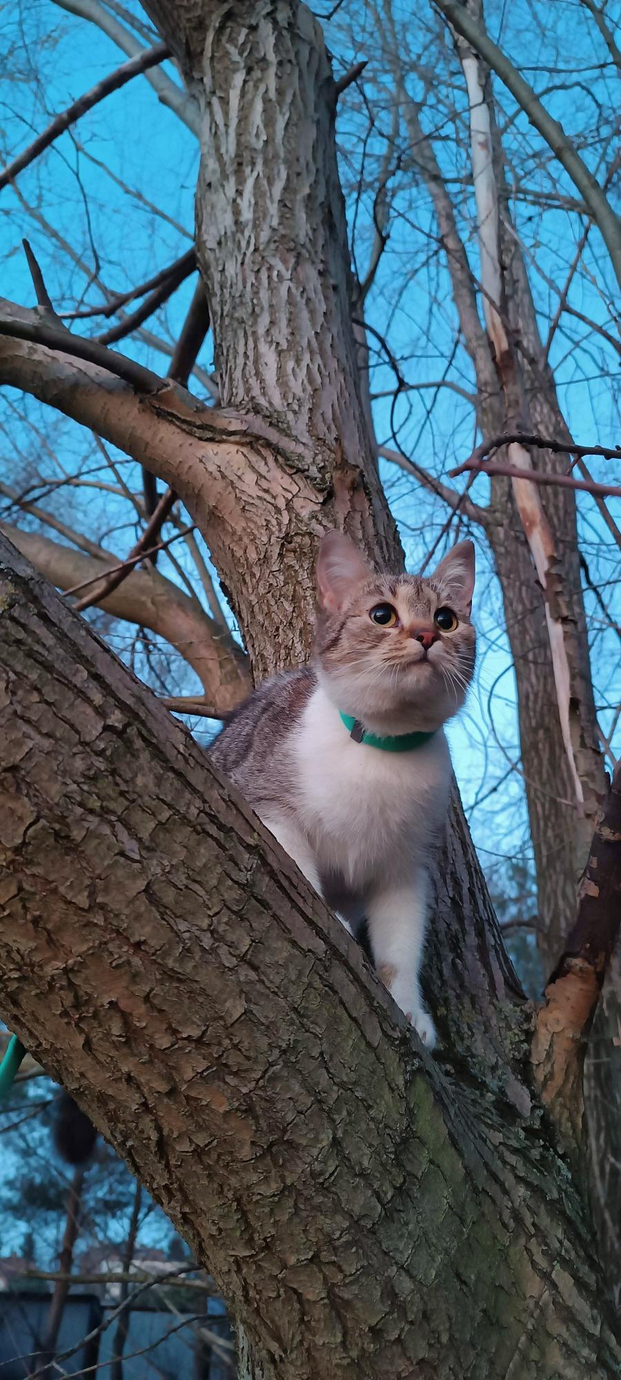 Fifi