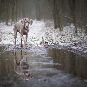 Kora